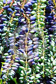Closeup bluish grape like clusters of Leatherleaf Manhonia evergreen tree also known as Mahonia Bealei photo